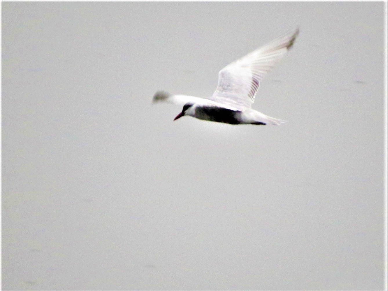 Whiskered Tern
